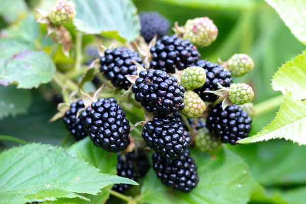 Blackberry Bush Removal Service