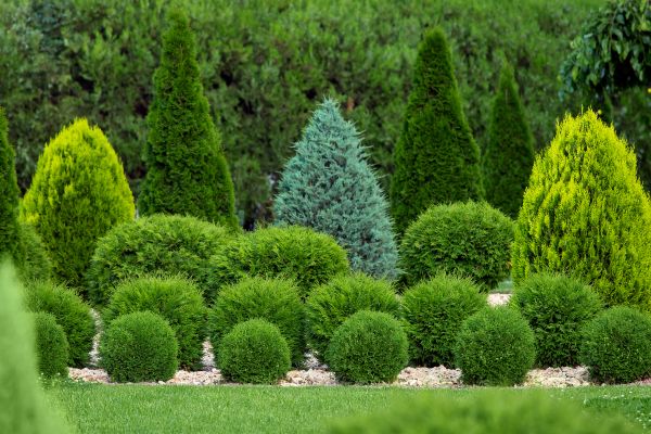 Cost of Bush Shaping Service in League City