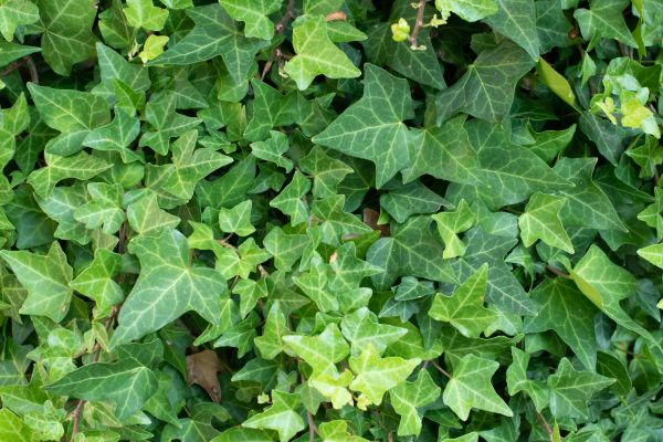 English Ivy Removal in League City