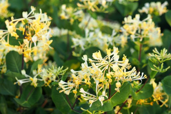 Honeysuckle Removal in League City
