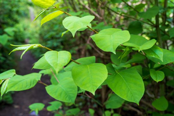 Cost of Invasive Plant Removal in League City