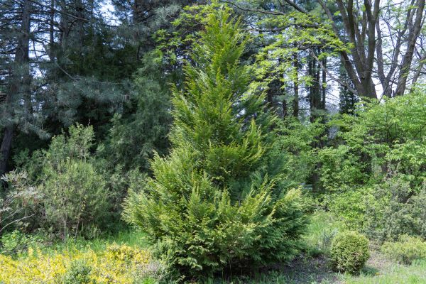Juniper Pruning in League City