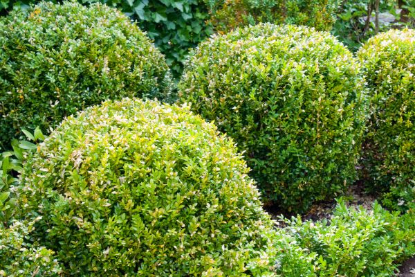 Landscape Trimming Service in League City