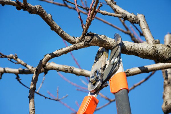 Cost of Pruning Service in League City