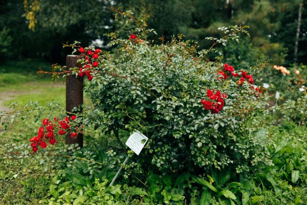Cost of Rose Bush Removal in League City