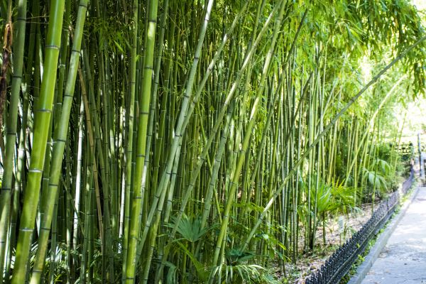 Cost of Bamboo Root Removal in League City