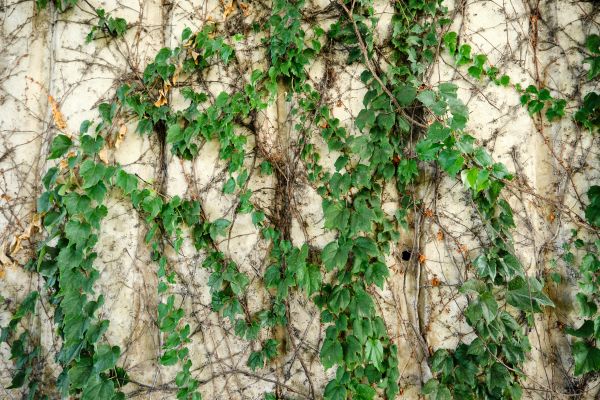 Cost of Vine Removal Service in League City