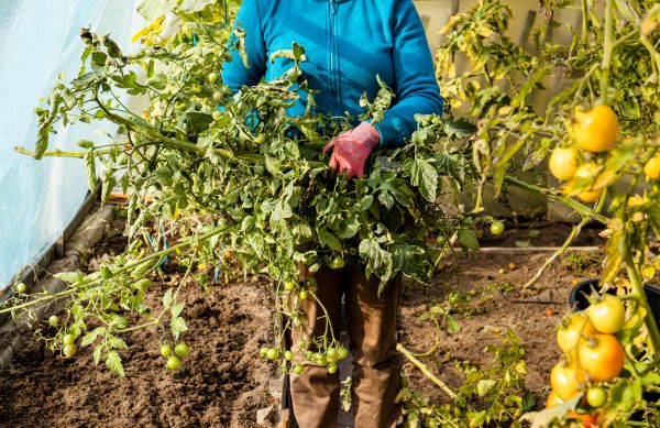 Cost of Garden Plant Removal in League City