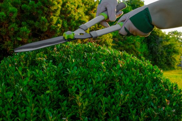 Cost of Topiary Shearing in League City