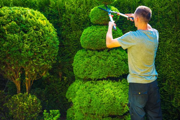 Cost of Topiary Shaping in League City
