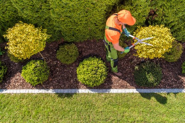 Cost of Topiary Trimming in League City