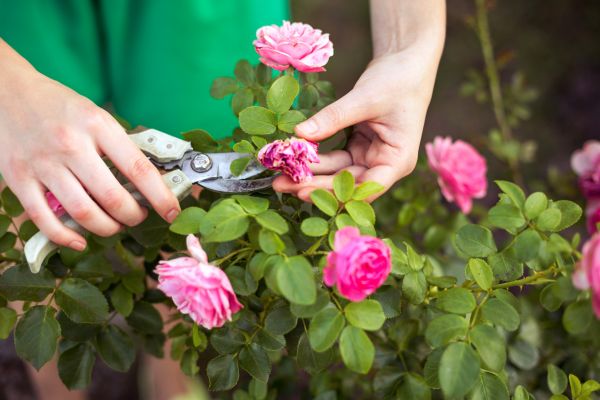 Cost of Rose Shearing in League City