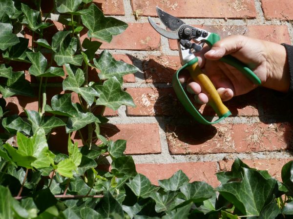 Cost of Ivy Removal Service in League City