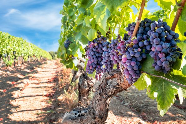 Grapevine Pruning in League City