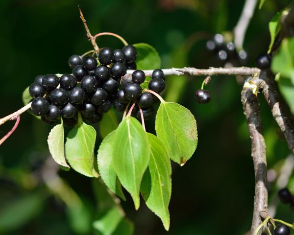 Buckthorn Removal in League City