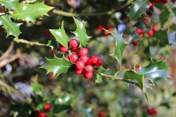 Holly Tree Trimming in League City