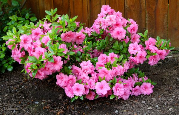 Cost of Azaleas Removal in League City