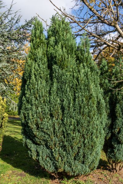 Juniper Trimming in League City