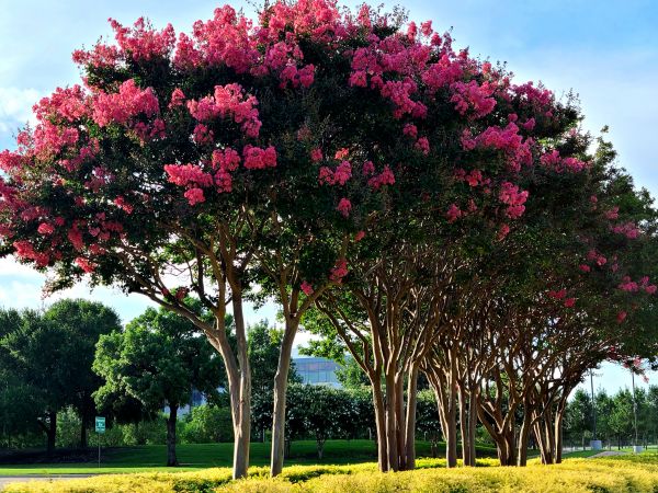 Crepe Myrtle Pruning in League City