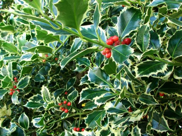 Holly Bushes Trimming in League City