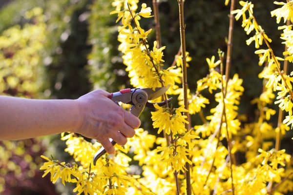 Forsythia Pruning in League City
