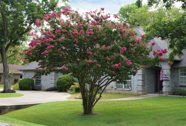 Crepe Myrtle Trimming in League City