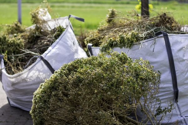 Shrubs Removal in League City