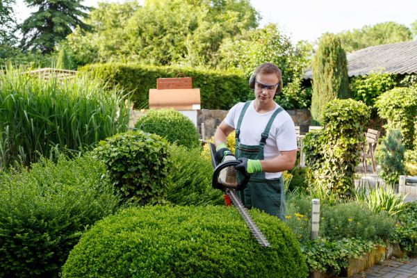 Shrubs Trimming in League City