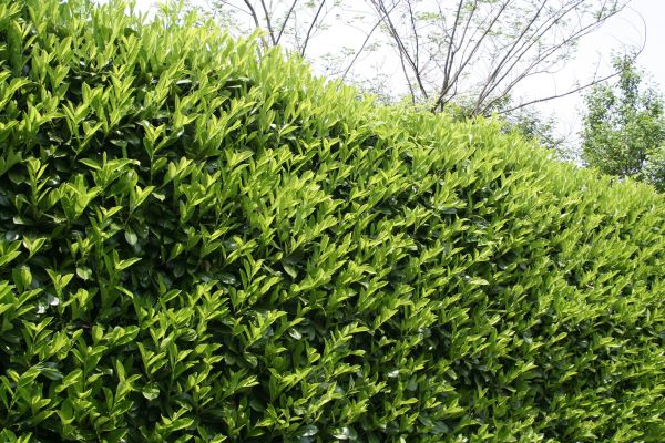 Cost of Laurel Shrub Removal in League City
