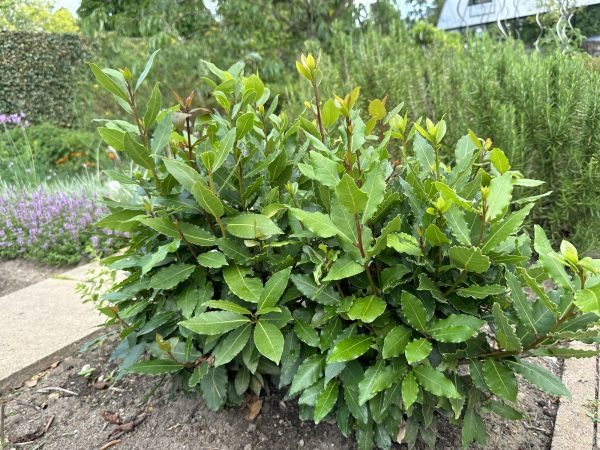 Cost of Laurel Hedge Removal in League City
