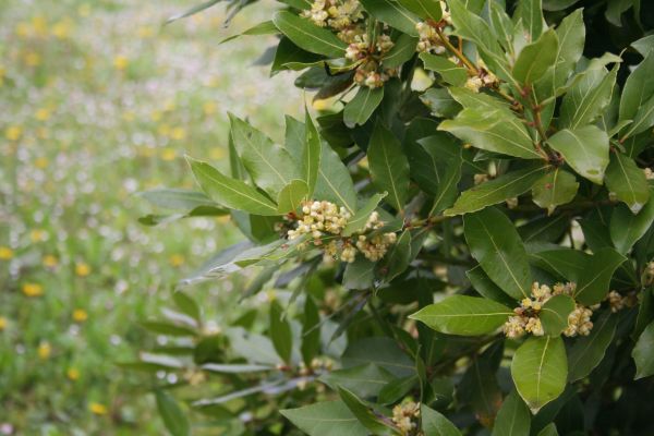 Cost of Laurel Trimming in League City