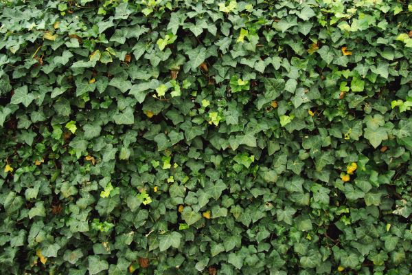 Cost of Ivy Pruning service in League City
