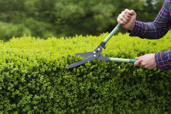Evergreen Shrub Pruning in League City