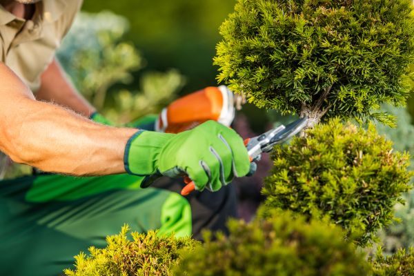 Landscape Pruning Service in League City