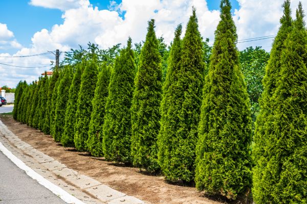 Cost of Arborvitae Shearing in League City