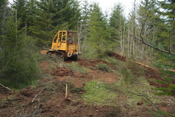 Cost of Shrubbery Clearing in League City