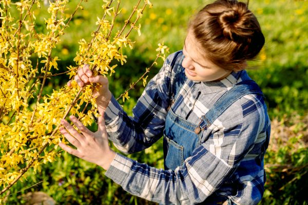 Forsythia Trimming in League City