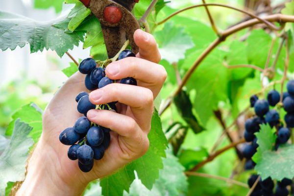 Vineyard Pruning in League City