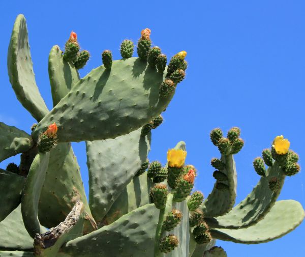 Cactus Removal in League City