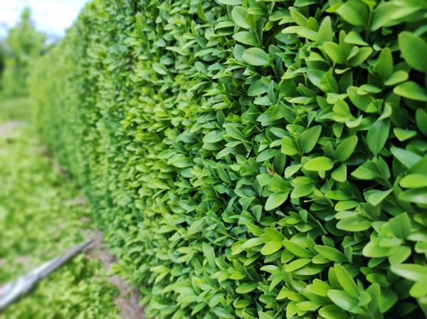 Boxwood Pruning in League City