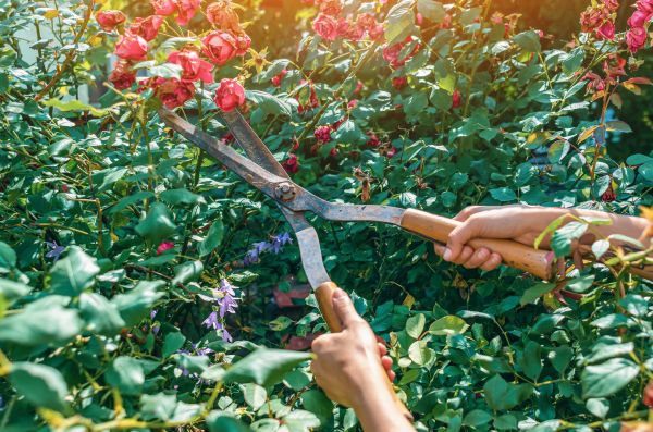 Knockout Roses Pruning in League City
