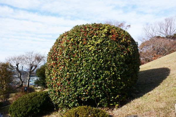 Holly Shrub Pruning in League City