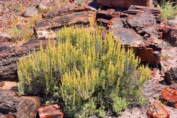 Sagebrush Removal in League City