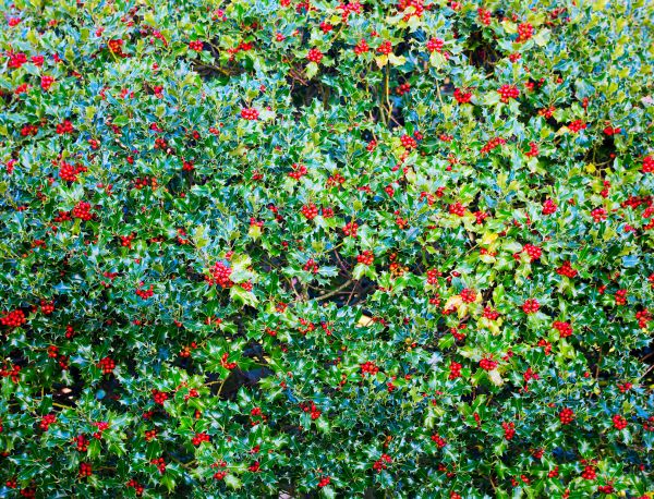 Cost of Holly Bush Removal in League City