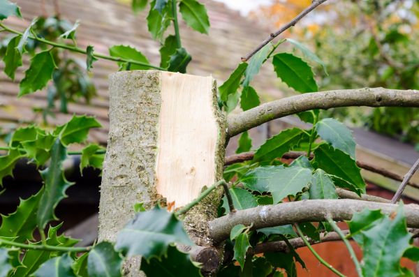 Holly Tree Removal in League City