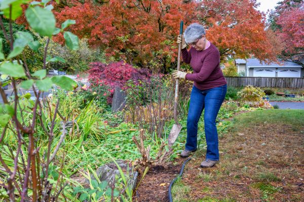 Dead Bush Removal in League City