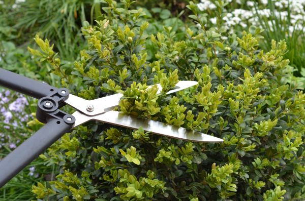 Boxwood Trimming in League City