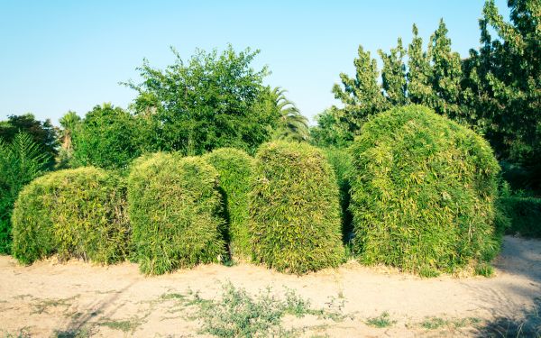 Cost of Bamboo Hedge Removal in League City