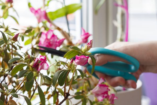 Azalea Pruning in League City