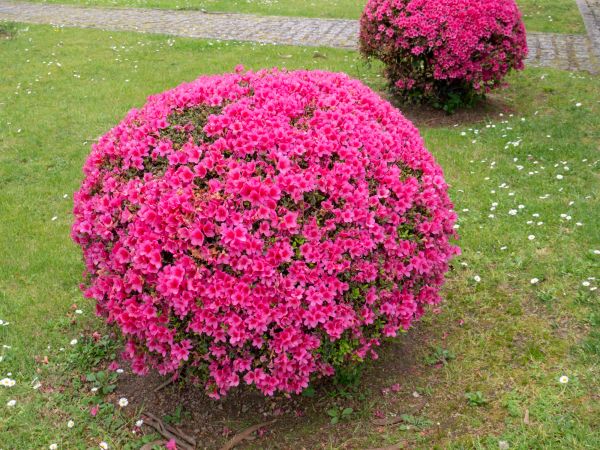 Rhododendron Pruning in League City
